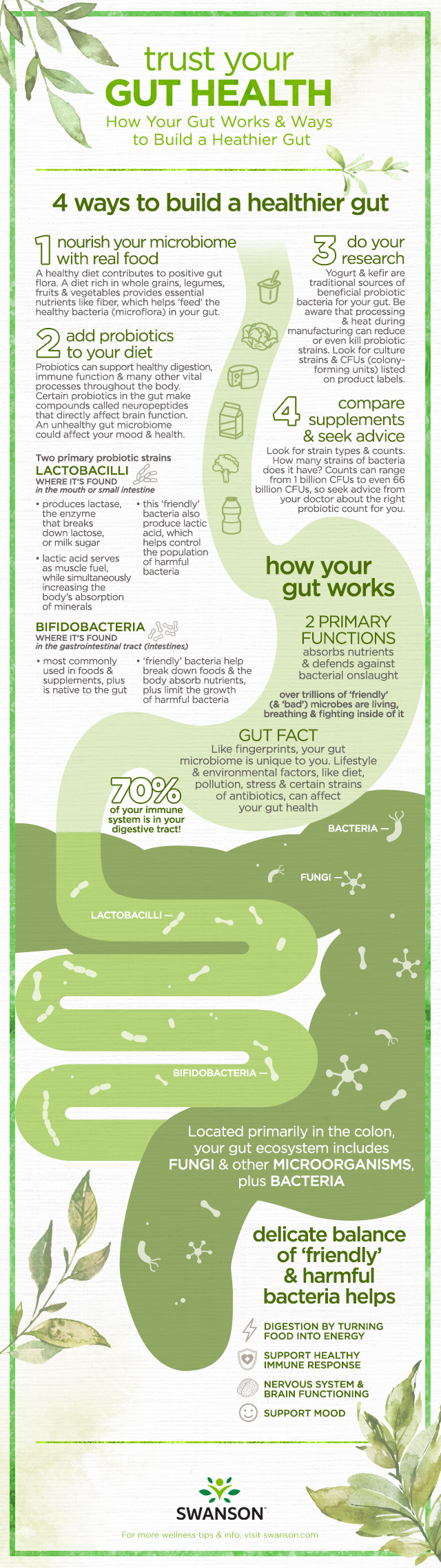 Trust Your Gut Health - how your gut works, plus tips for a healthy gut by Swanson Health