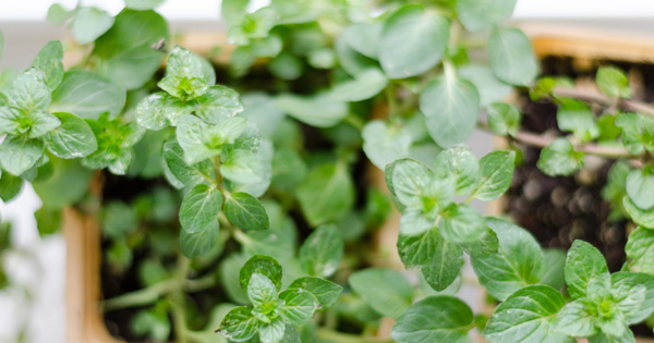 test-Top Five Herbs to Grow Indoors 