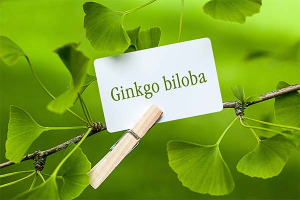 The Benefits of Ginkgo Biloba