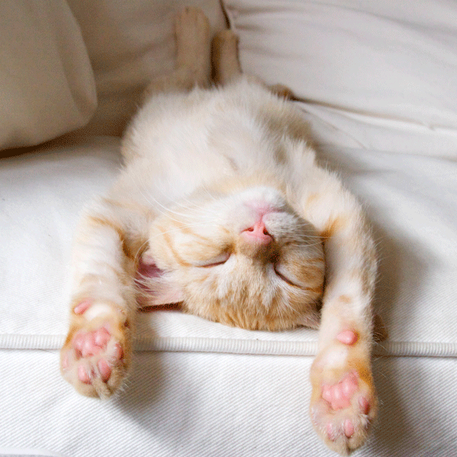 10 Purrrfect Gifts for Cats