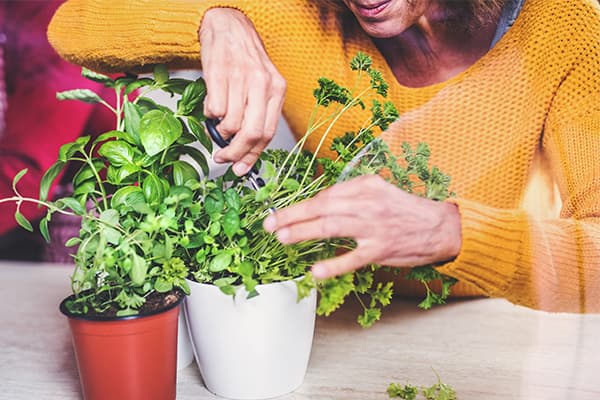 14 Adaptogenic Herbs for Healthy Stress Support