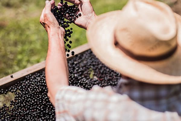 Benefits of Elderberry