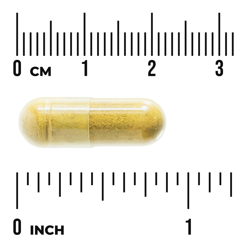 SW1864 | Yellow-brown capsule on white background with centimeter and inch rulers showing scale - Thumbnail