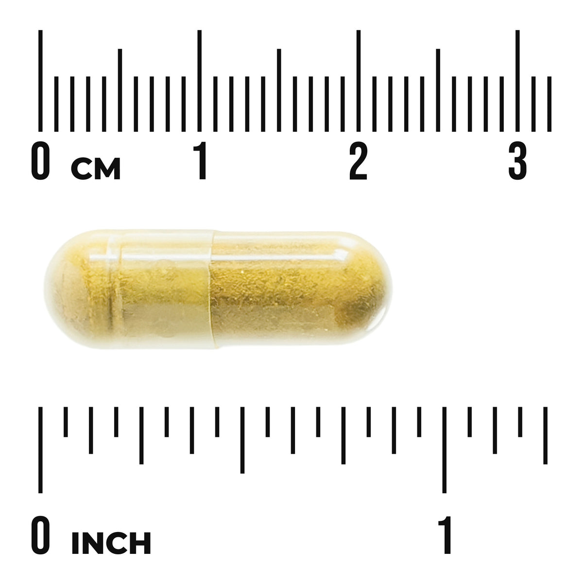 SW1864 | Yellow-brown capsule on white background with centimeter and inch rulers showing scale