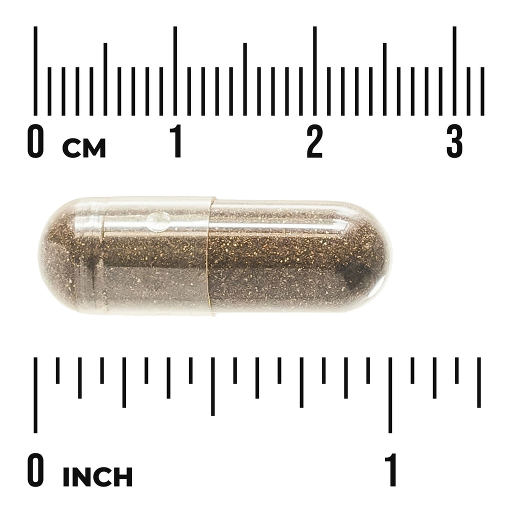 SWH008 | Capsule shown with inch and centimeter rulers for size reference - Thumbnail