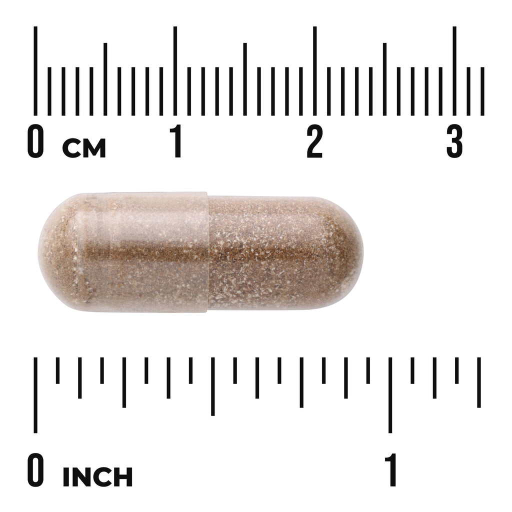 SW1428 | Brown capsule with centimeter and inch rulers for size reference - Thumbnail