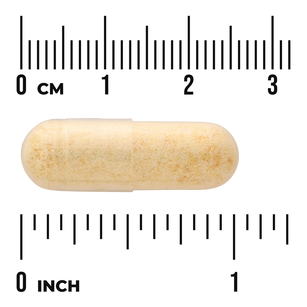 SW1337 | Beige capsule with size shown against cm and inch rulers - Thumbnail