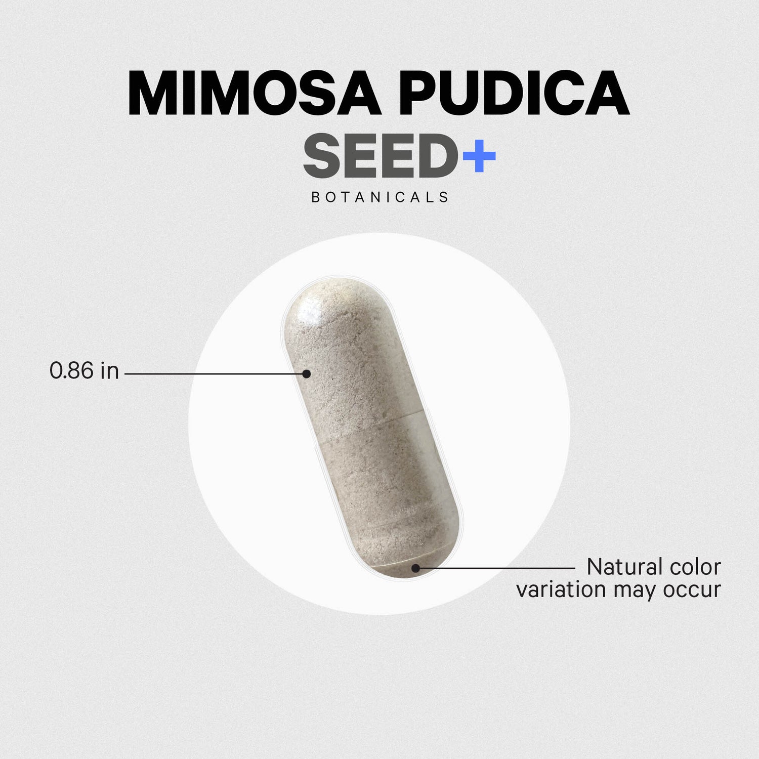 CDG052 | Mimosa pudica seed capsule infographic with 0.86 in size and natural color variation note