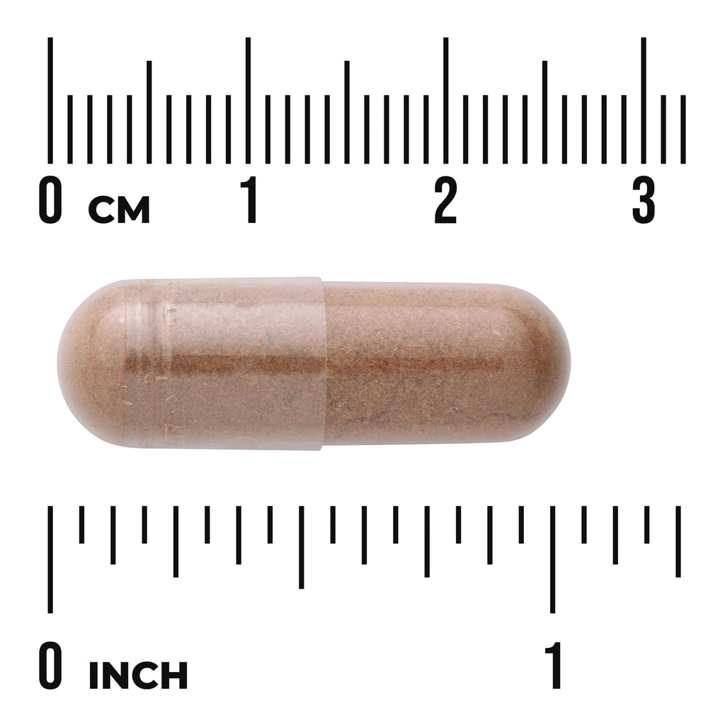 SW1356 | Brown powder-filled capsule on white background with centimeter and inch rulers showing size - Thumbnail