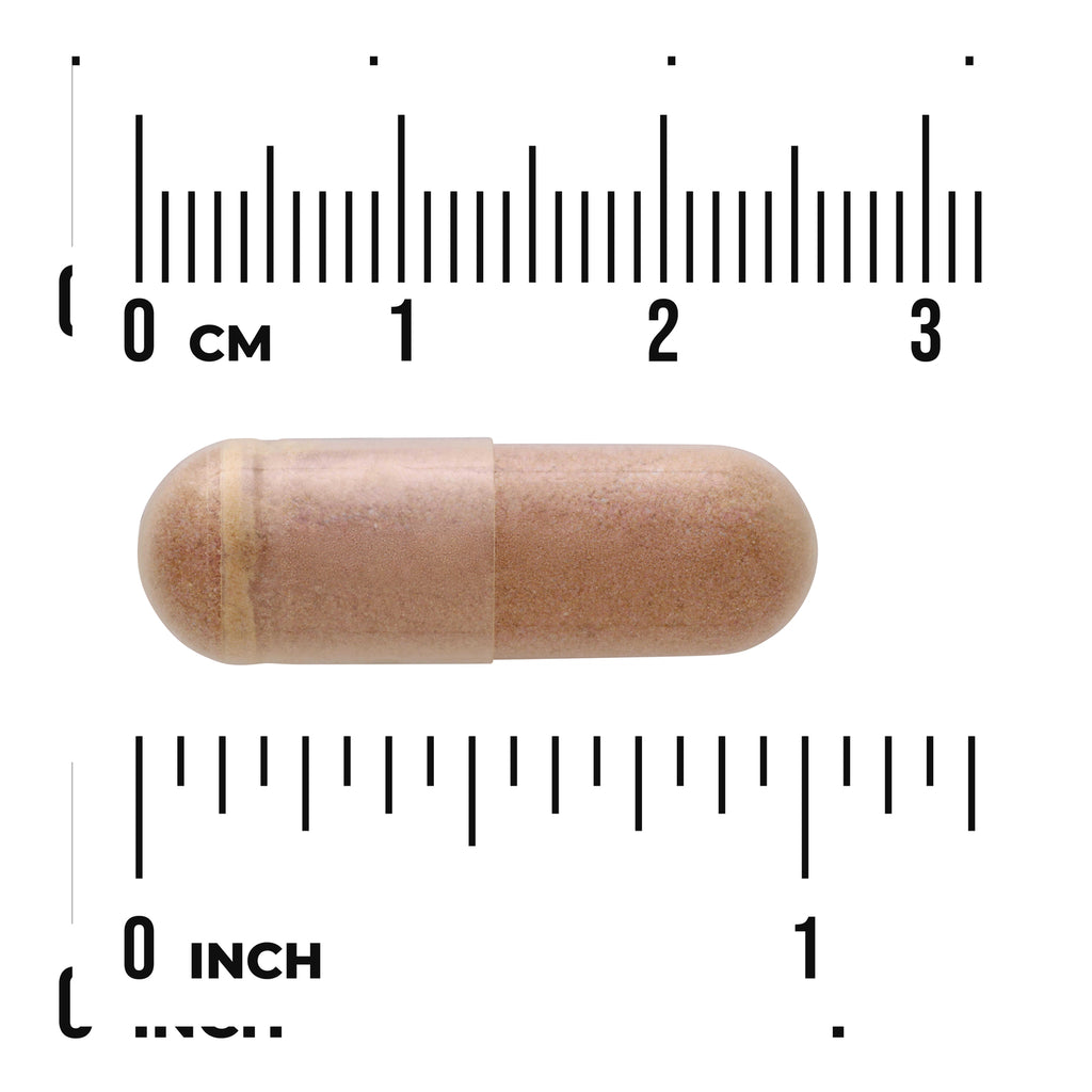 SWR080 | Brown capsule shown with size ruler in inches and centimeters - Thumbnail