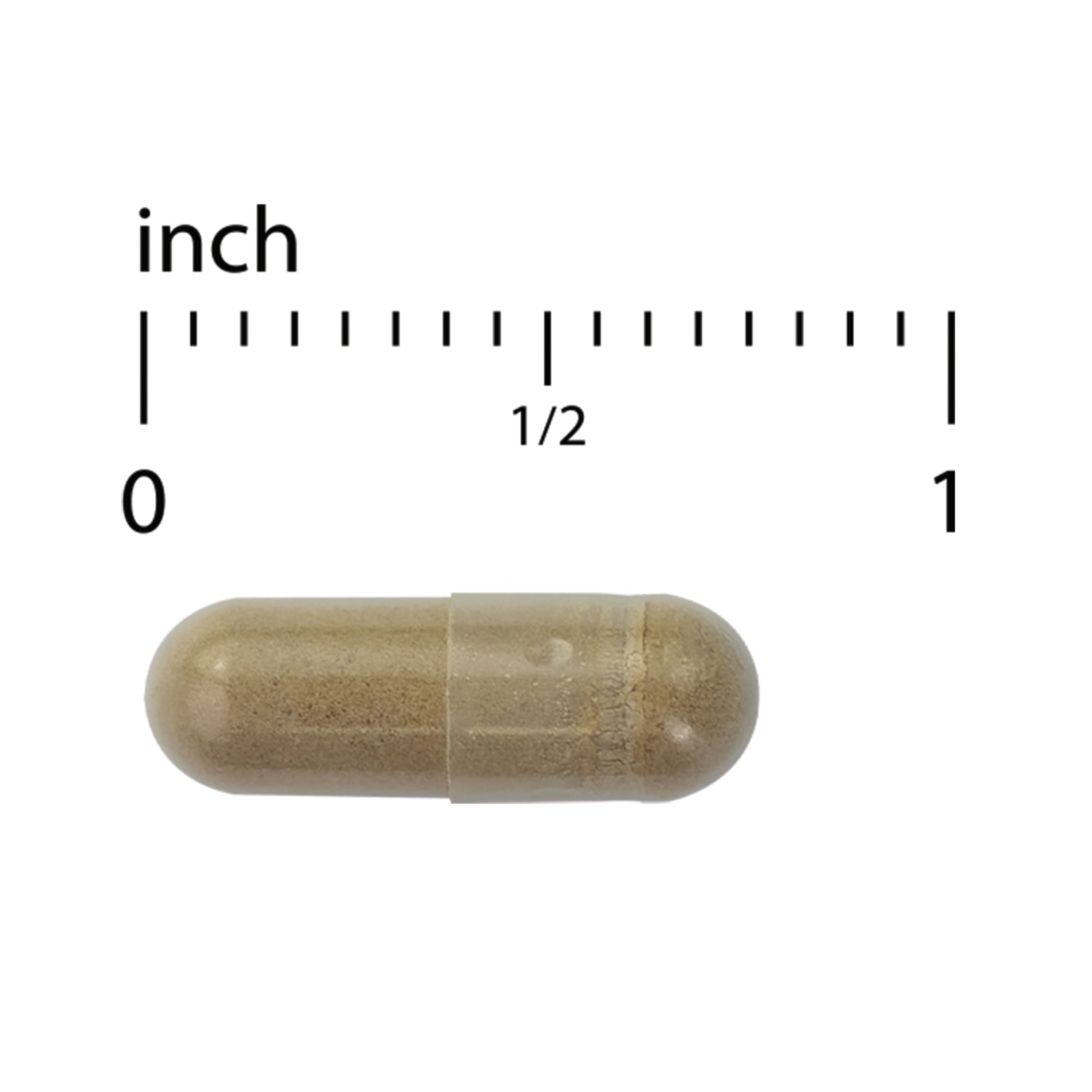 EUR074 | clear brown powder-filled capsule next to inch ruler showing 1 inch scale