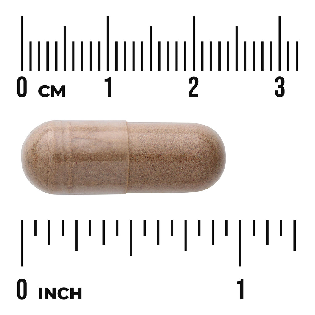 SW1707 | Brown capsule shown with size scale in centimeters and inches - Thumbnail