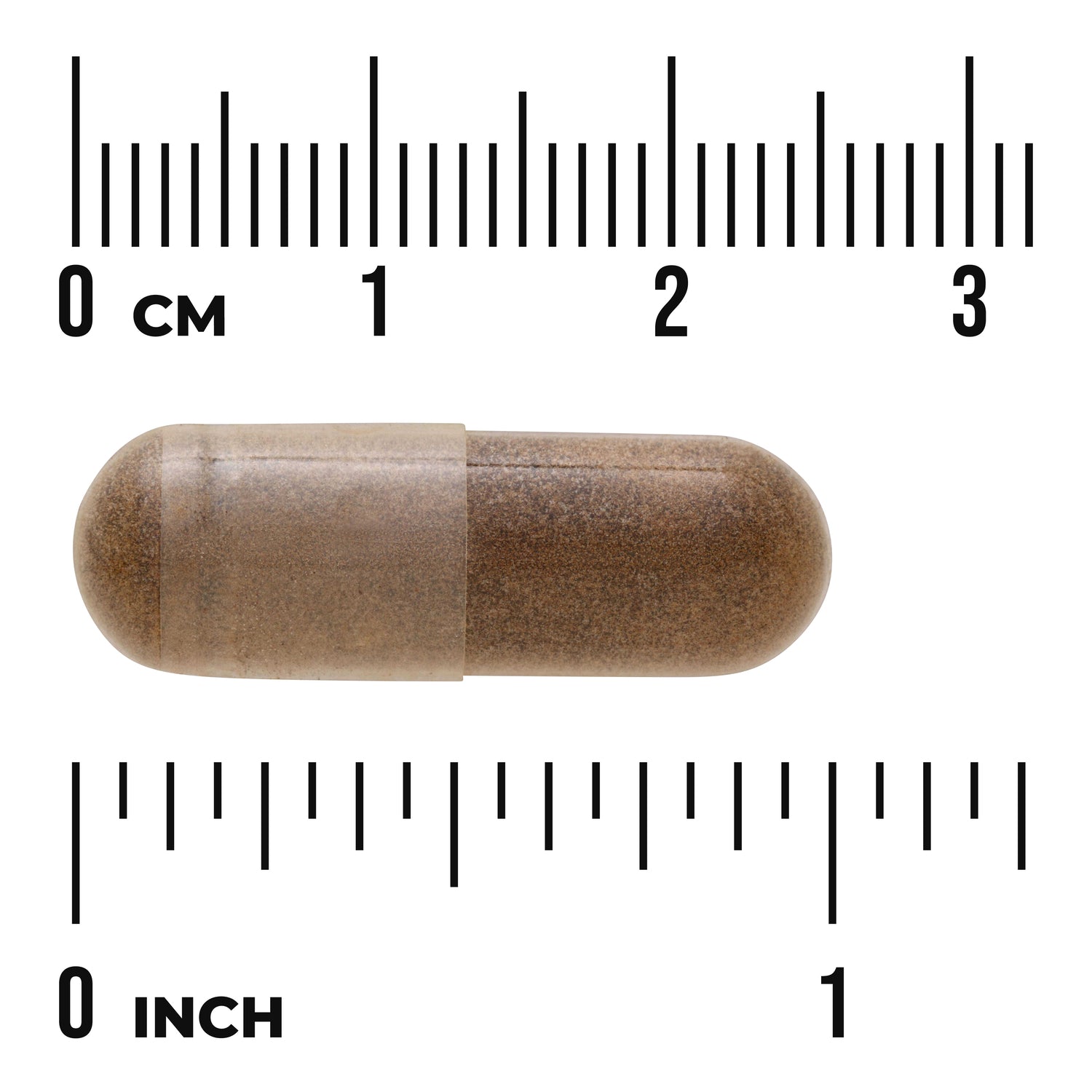 SWH296 | Brown capsule shown with centimeter and inch rulers for size
