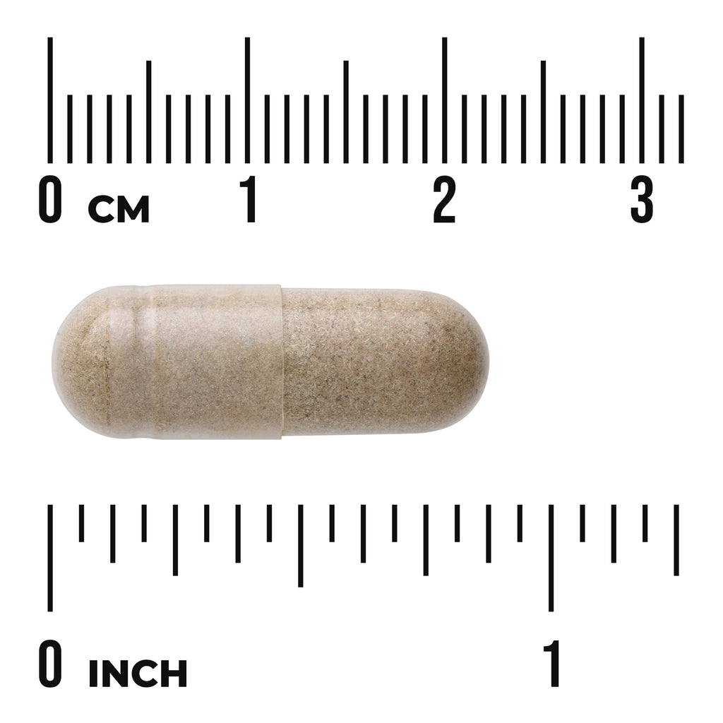 SWH019 | Brown capsule shown to scale with centimeter and inch rulers - Thumbnail