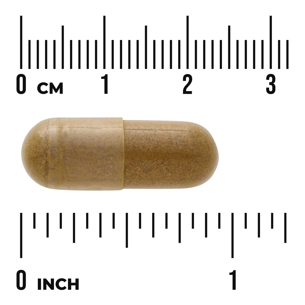 SW1570 | Brown capsule shown with centimeter and inch rulers for size reference - Thumbnail