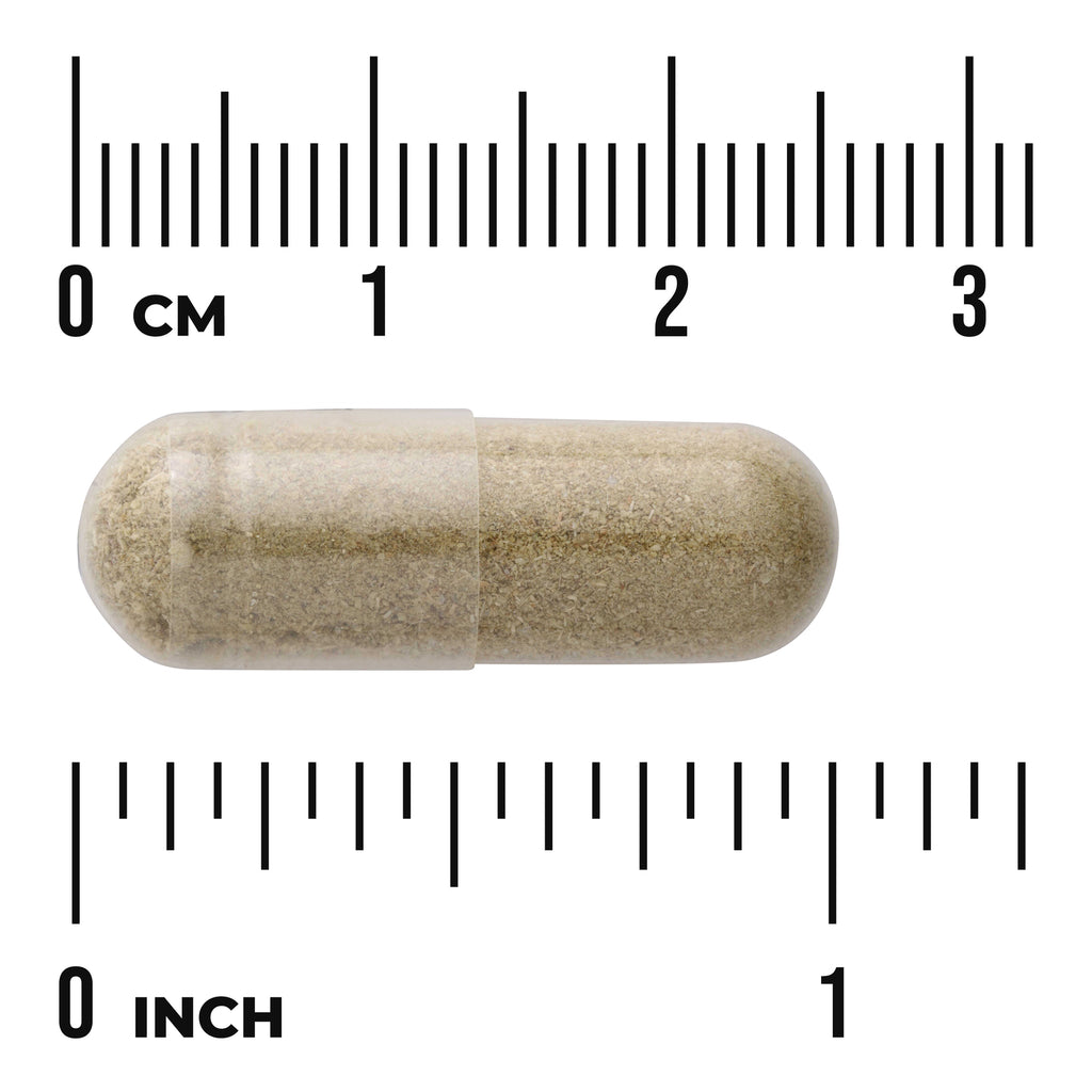 SW1280 | Clear capsule filled with beige powder between centimeter and inch rulers showing about 1 inch (2.5 cm) length - Thumbnail