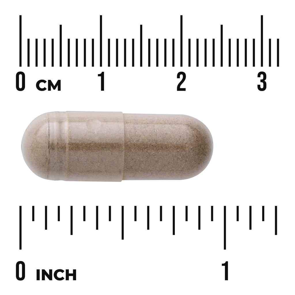 SW1300 | Clear capsule filled with brown powder placed between centimeter and inch rulers to show scale - Thumbnail