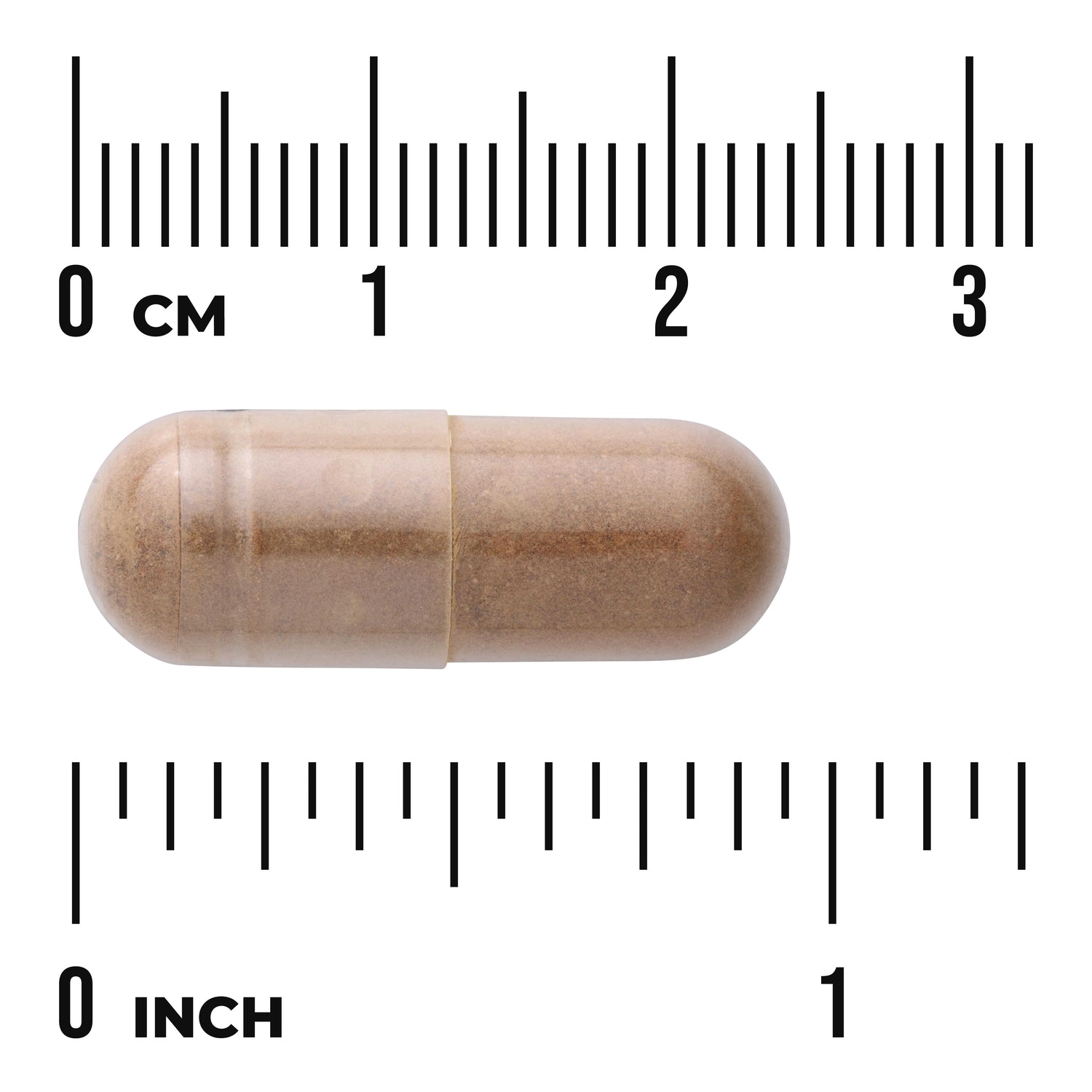 SWH099 | Brown capsule with size reference, shown against centimeter and inch rulers