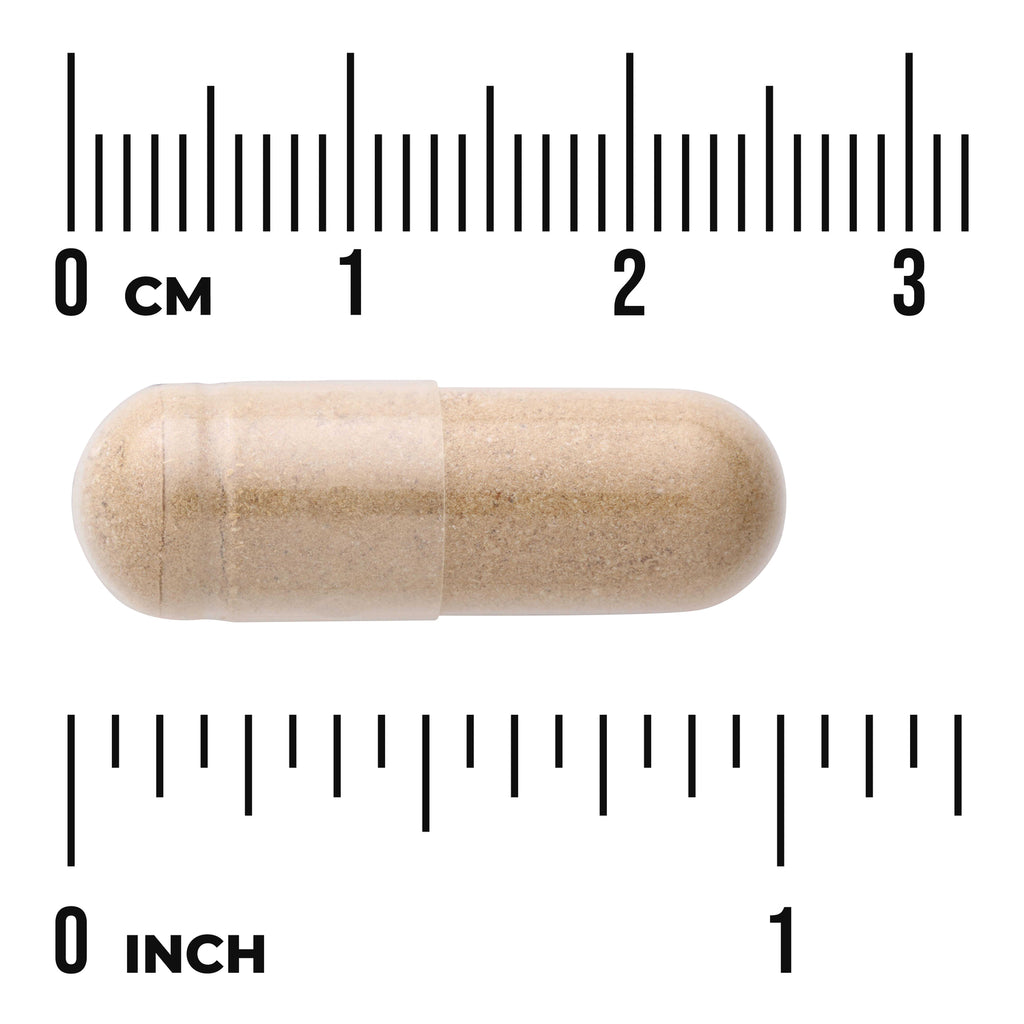 SWH012 | Beige capsule shown to scale with cm and inch rulers - Thumbnail