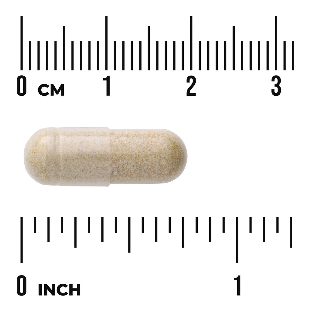 SW1755 | Clear capsule filled with beige powder shown on centimeter and inch rulers to illustrate size - Thumbnail
