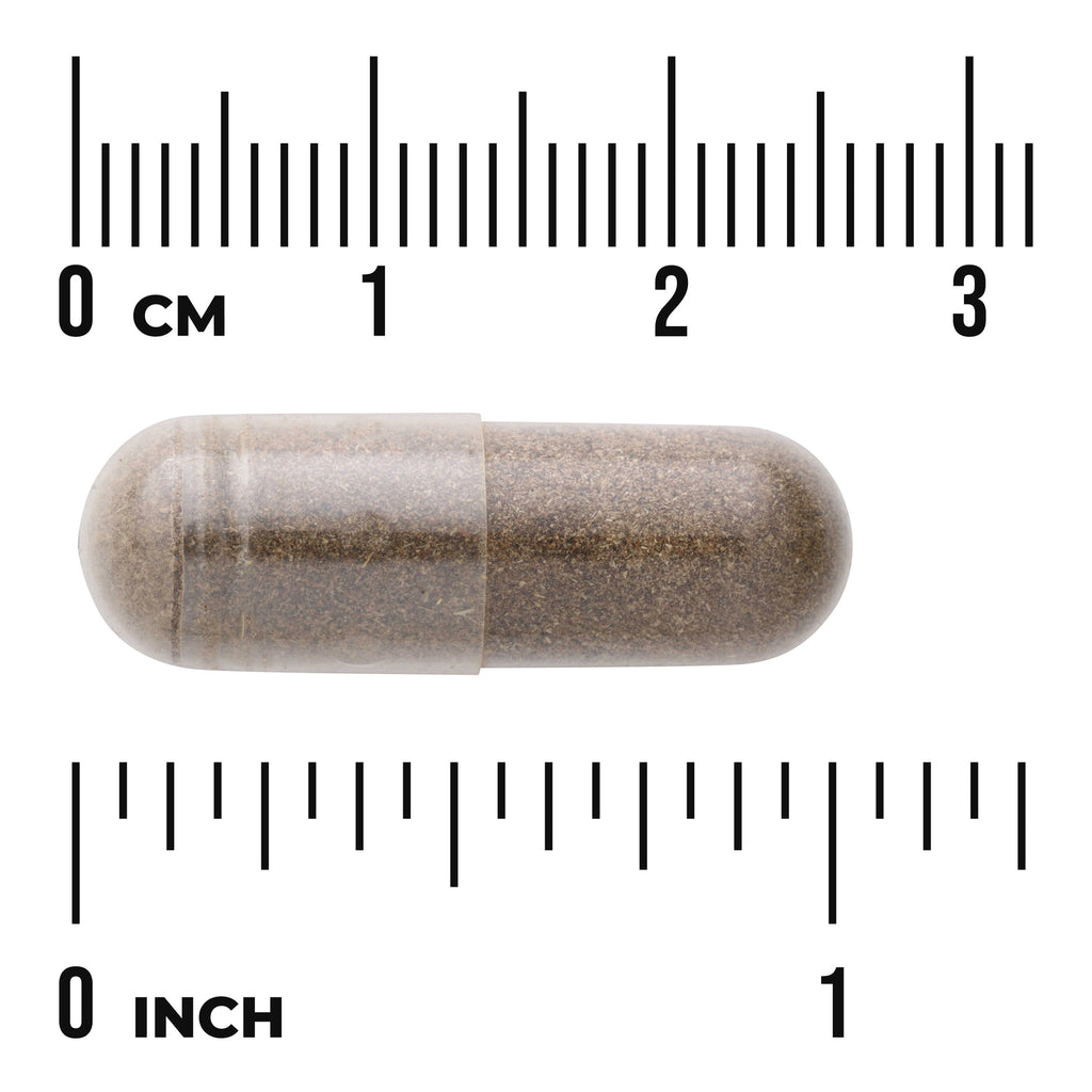 SW422 | Brown capsule with size scale: 0â€“3 cm and 0â€“1 inch - Thumbnail