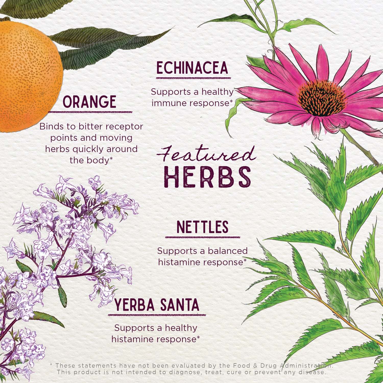 WGH005 | Featured Herbs infographic: Echinacea, Nettles, Yerba Santa, Orange; supports immune and histamine response*