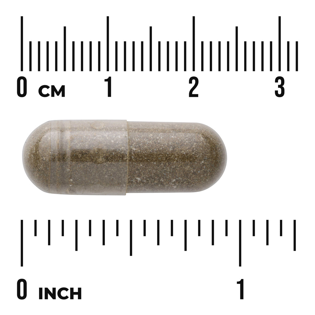 SW1157 | Brown capsule next to centimeter and inch rulers for size - Thumbnail