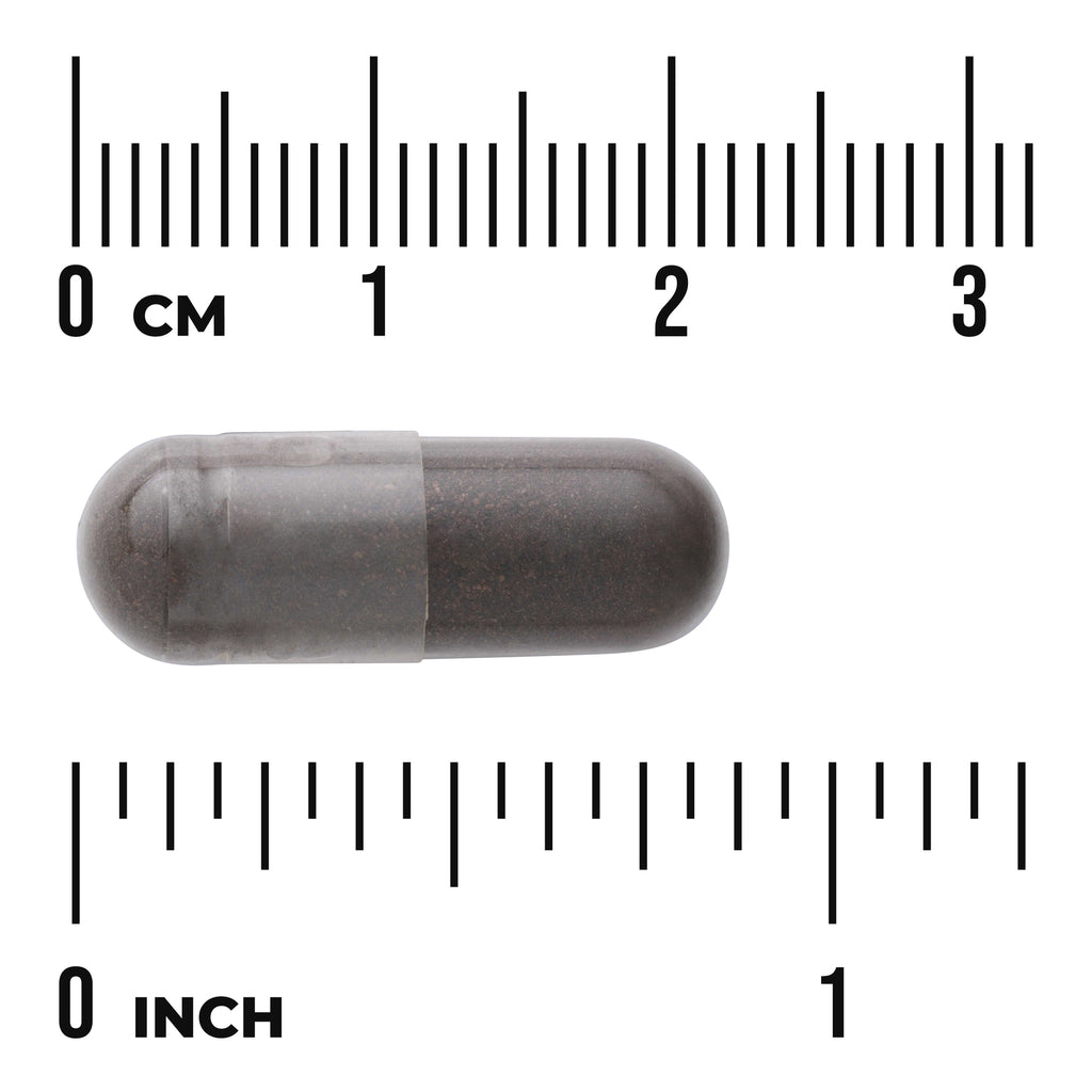 SW1362 | Gray-brown capsule on white background next to centimeter and inch rulers showing size - Thumbnail