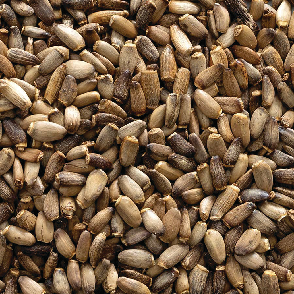 FNP023 | close-up of brown seeds filling the frame - Thumbnail