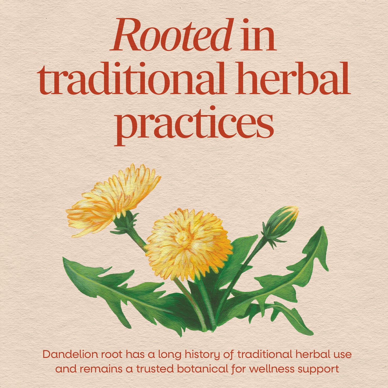 NW127 | Dandelion illustration with text about traditional herbal practices and wellness support