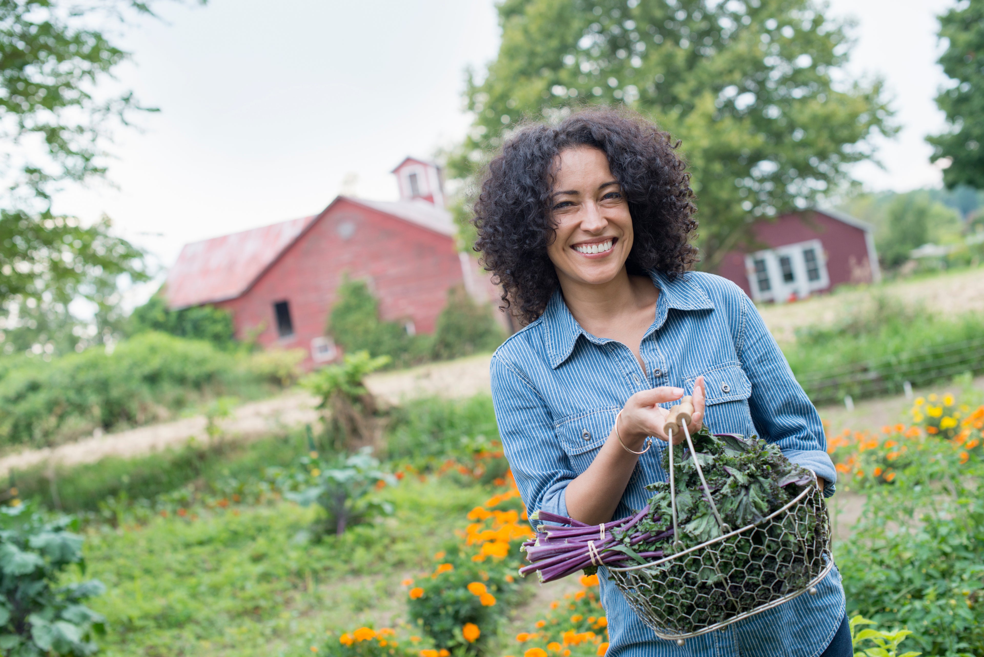 Smiling woman in a blue denim shirt standing in a garden, holding a basket of freshly picked leafy greens, with a red barn in the background