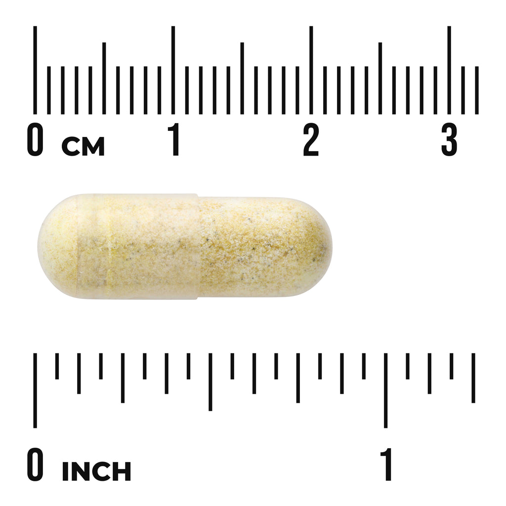 SWH264 | Capsule form shown with centimeter and inch rulers for size reference - Thumbnail