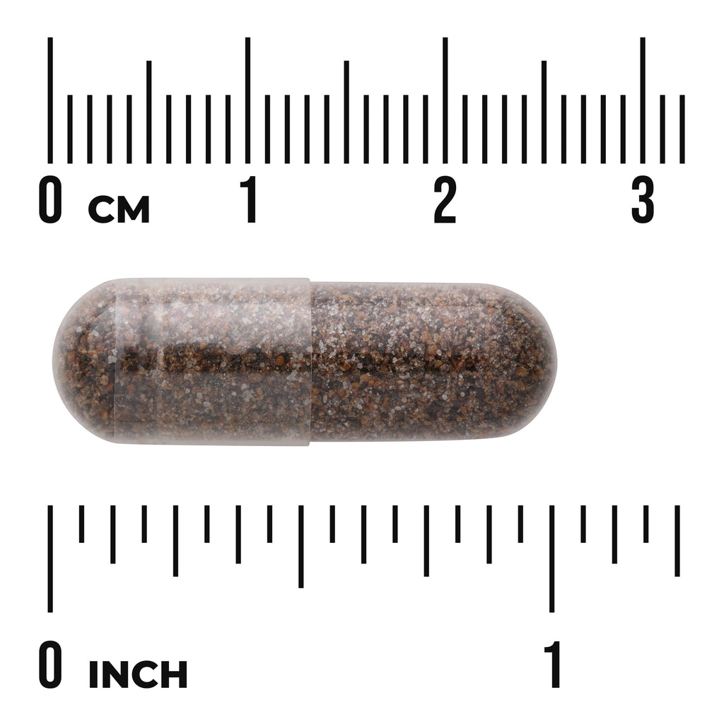 SW1037 | Brown capsule shown to scale with rulers labeled CM and INCH - Thumbnail