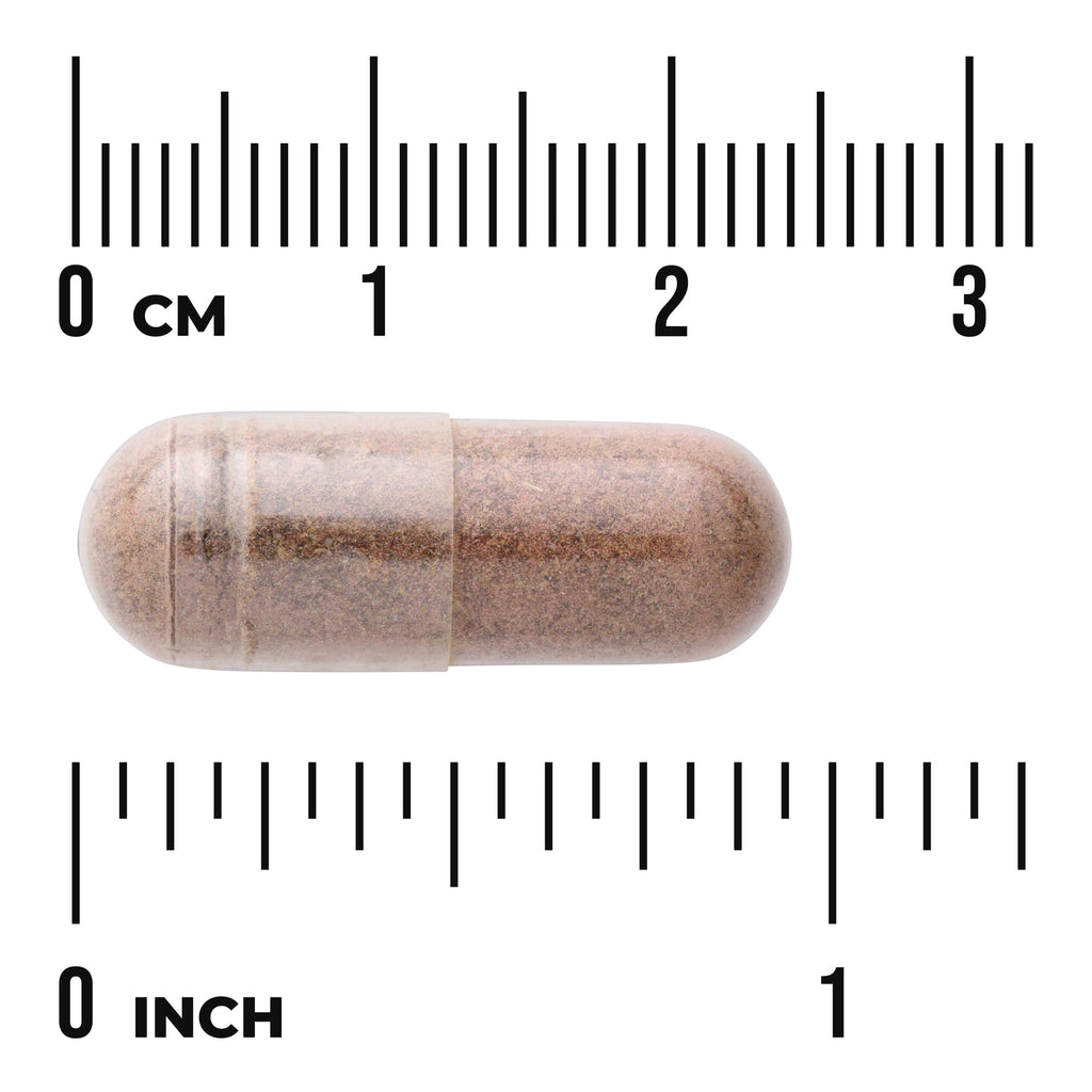 SW1493 | Brown capsule shown with centimeter and inch rulers for size reference - Thumbnail