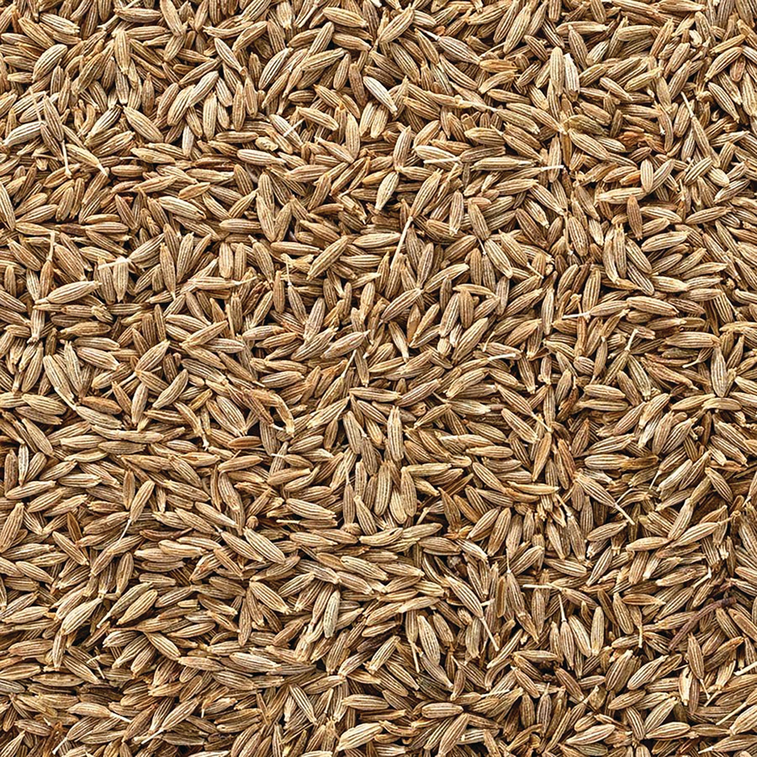 FNP078 | close-up of loose brown cumin seeds with textured ridges