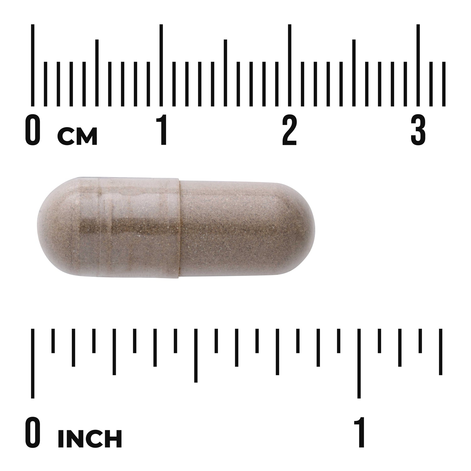 SW1065 | Brown capsule shown to scale with rulers in centimeters and inches