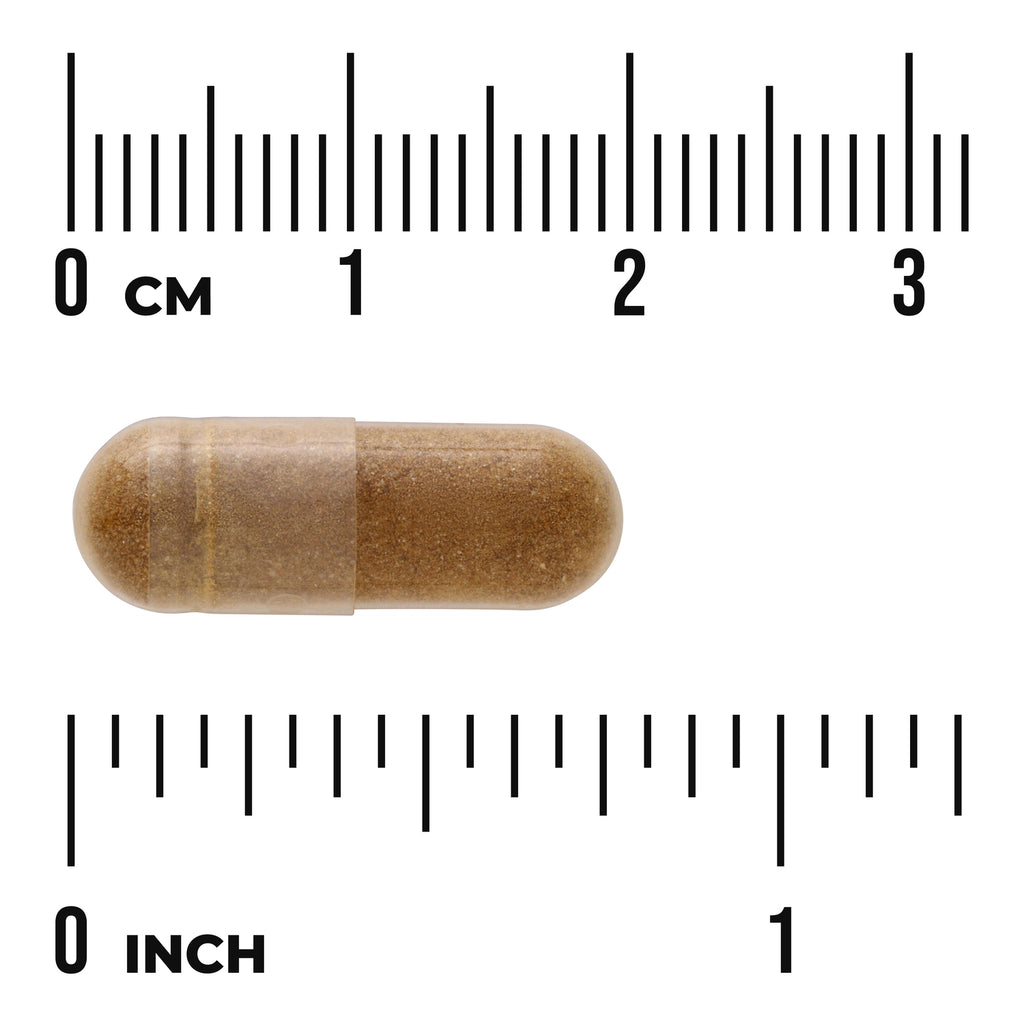 SWU1109 | Brown capsule shown with size ruler in cm and inches - Thumbnail