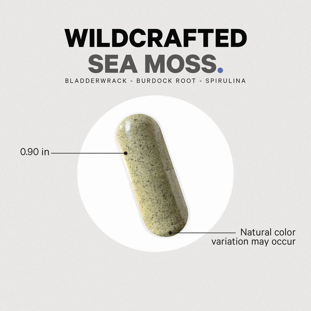 CDG022 | product infographic of a wildcrafted sea moss capsule showing 0.90 in measurement and note Natural color variation may occur - Thumbnail