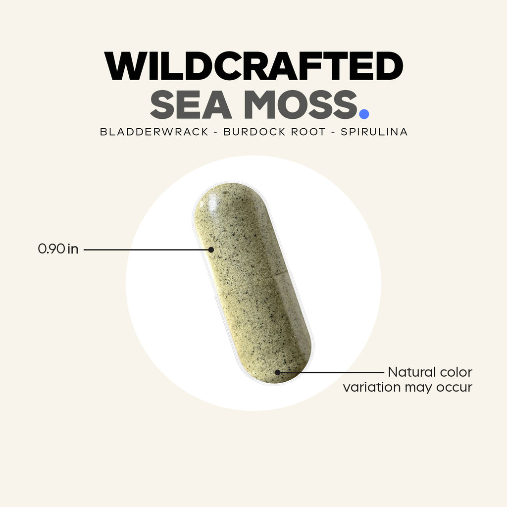 CDG022 | product infographic of a wildcrafted sea moss capsule showing 0.90 in measurement and note Natural color variation may occur - Thumbnail