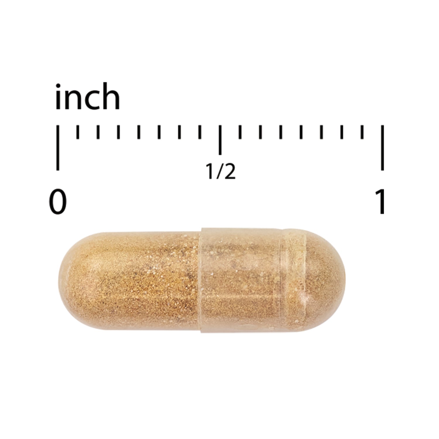 EUR072 | clear capsule filled with brown powder beside inch ruler labeled 0 1/2 1
