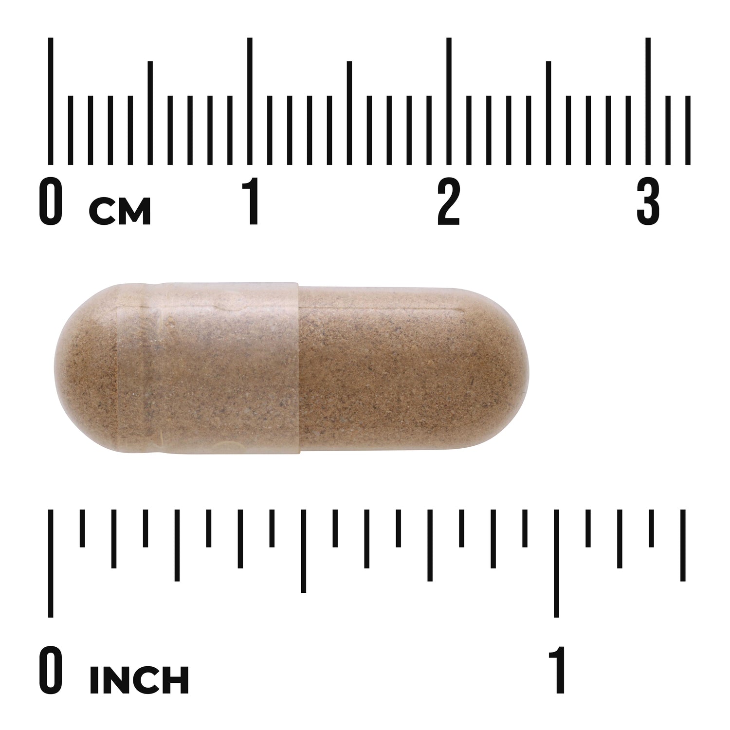 SWH073 | Brown capsule shown with 03 cm and 01 inch rulers for size reference