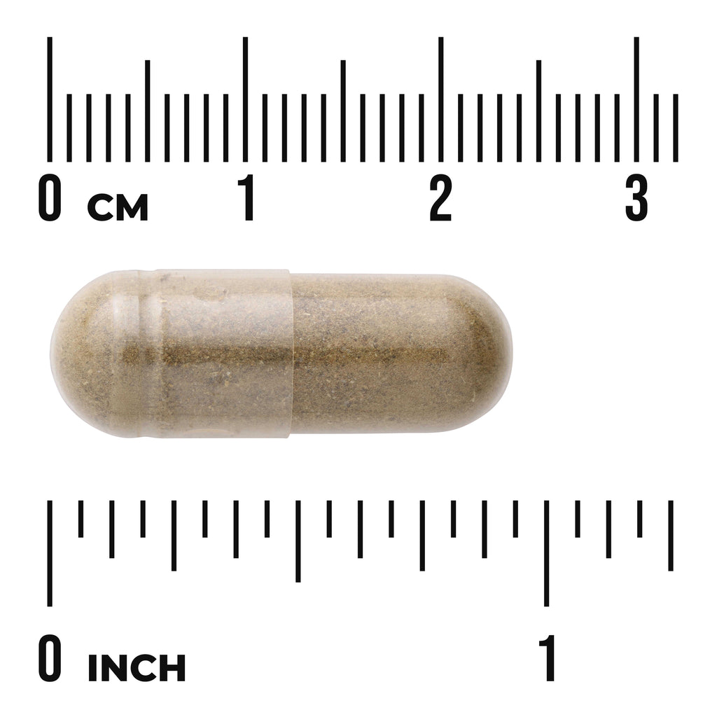 SW1742 | Capsule size shown against rulers in cm and inches - Thumbnail
