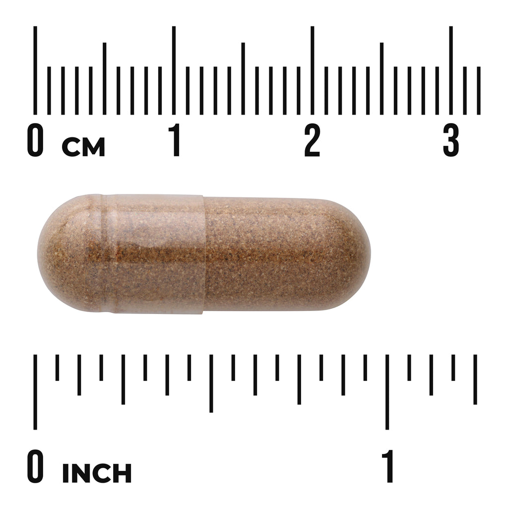 SW1716 | Brown capsule with ruler showing size in cm and inches - Thumbnail