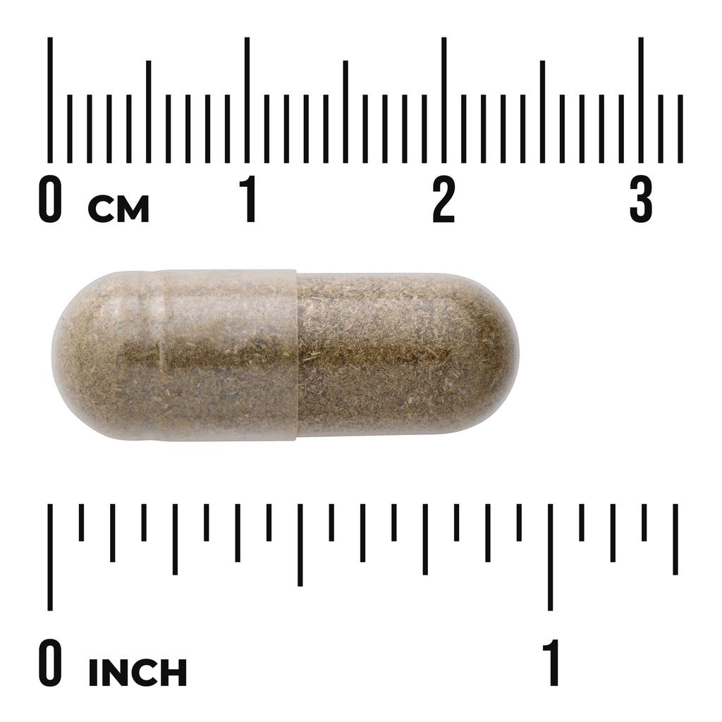 SW1120 | Capsule with brown powder shown next to inch and centimeter rulers - Thumbnail