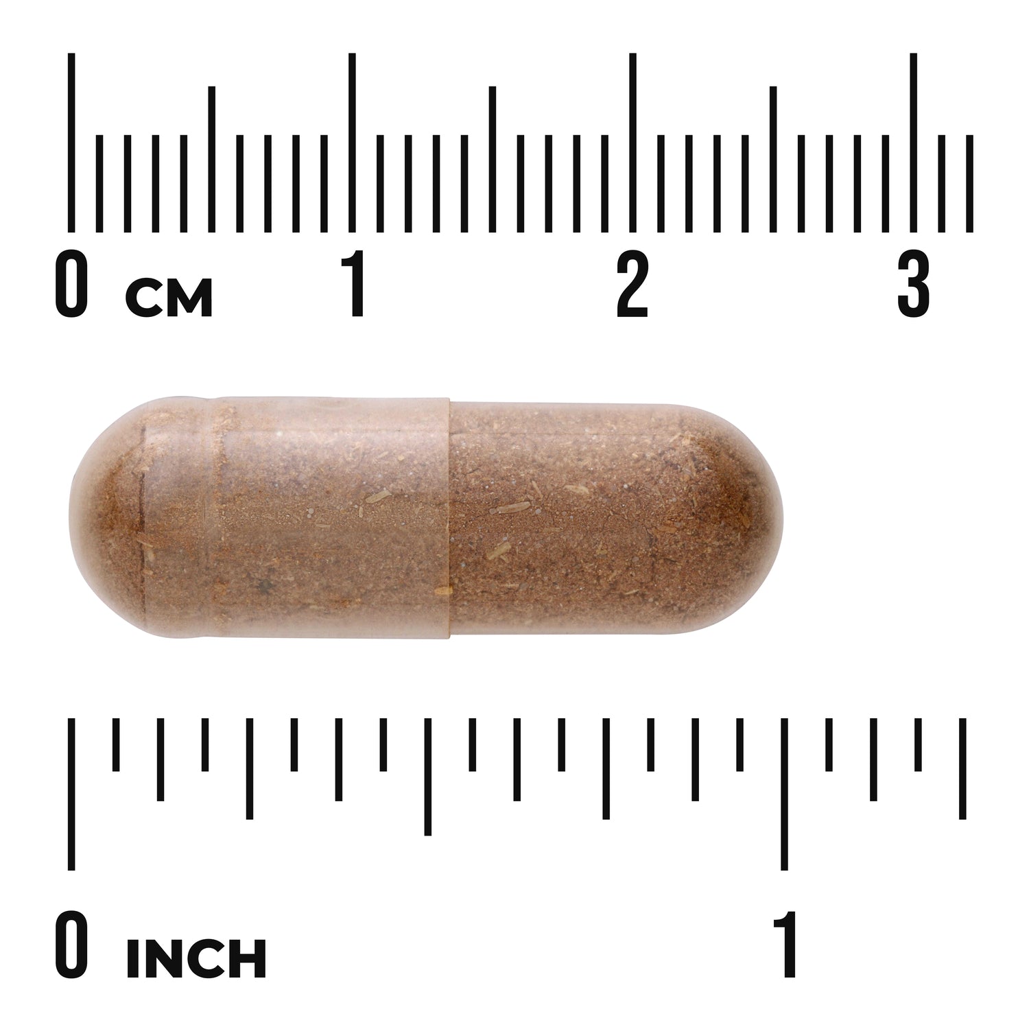 SW1095 | Size reference of a brown capsule against centimeter and inch rulers