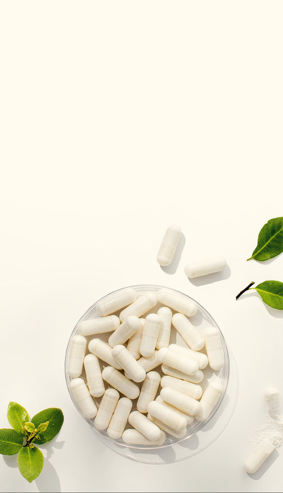 Probiotics in a glass dish on white background