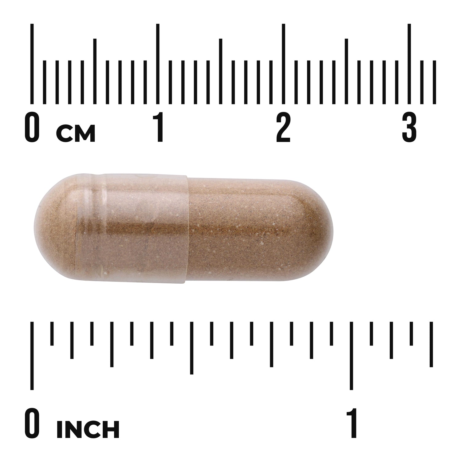 SW427 | Brown capsule with size shown using 03 cm and 01 inch rulers