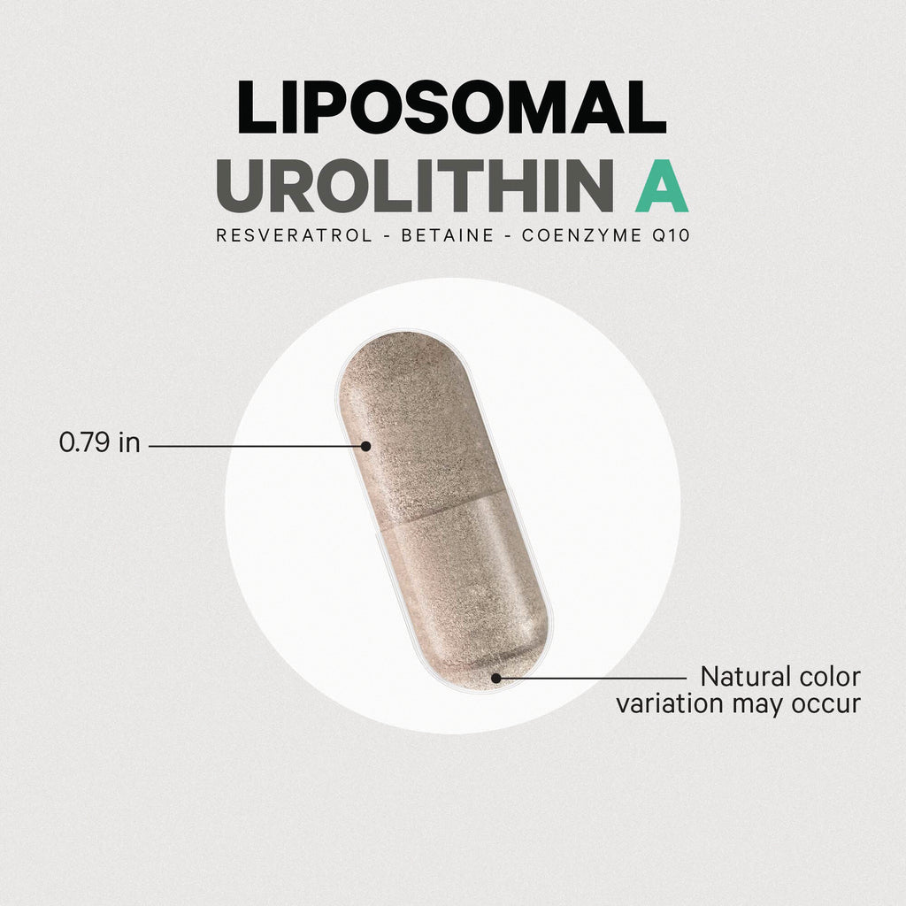 CDG020 | Liposomal Urolithin A capsule 0.79 in long, natural color variation may occur - Thumbnail