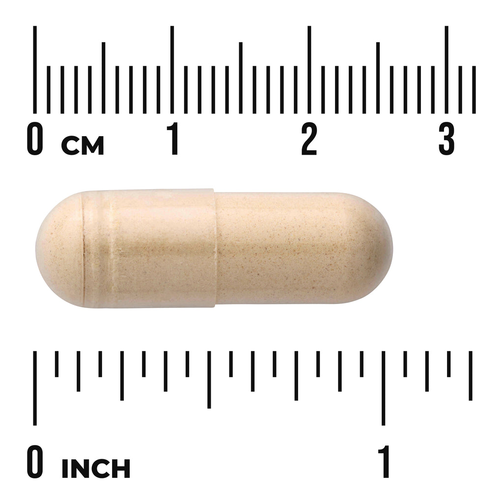 SW1559 | Beige capsule shown to scale with cm and inch rulers - Thumbnail