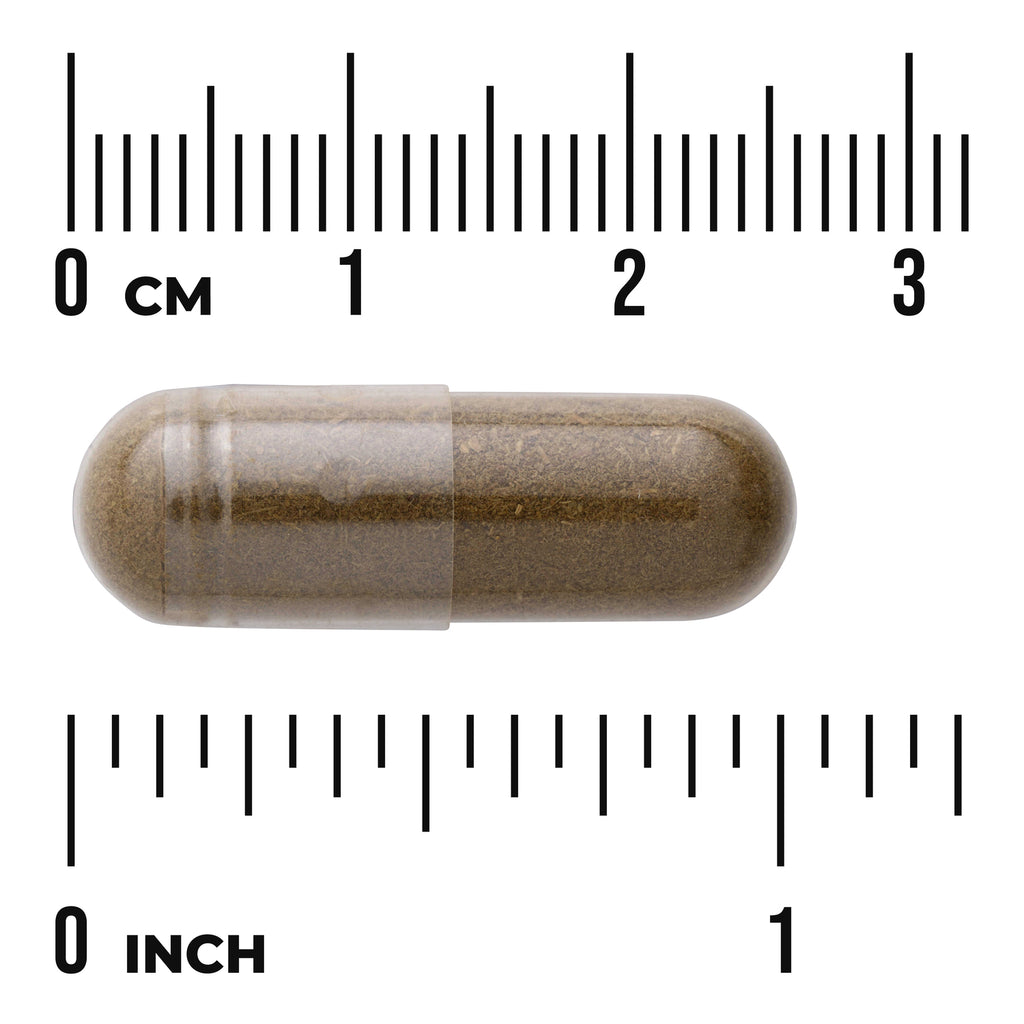 SW1767 | Brown capsule shown against rulers in cm and inches - Thumbnail